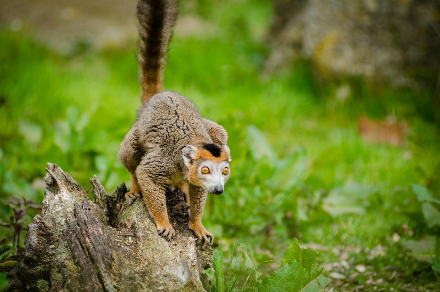 Madagascar - Andasibe Hotels Near National Park