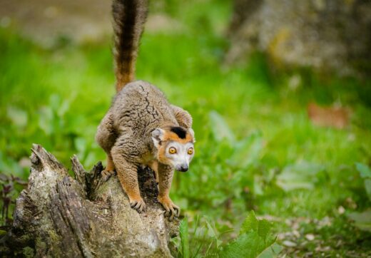 Madagascar - Andasibe Hotels Near National Park