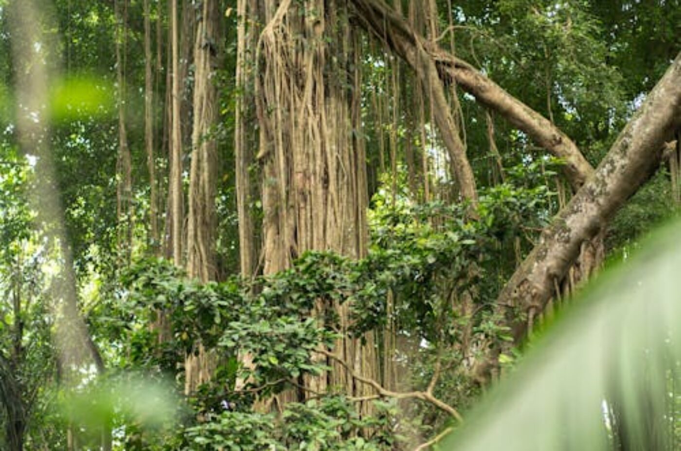 Tall green tropical trees in Madagascar rainforest at Andasibe