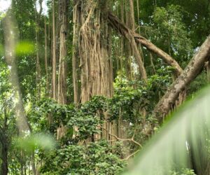 Tall green tropical trees in Madagascar rainforest at Andasibe