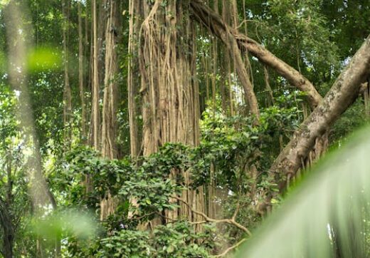 Tall green tropical trees in Madagascar rainforest at Andasibe