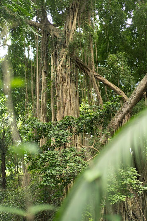 Tall green tropical trees in Madagascar rainforest at Andasibe