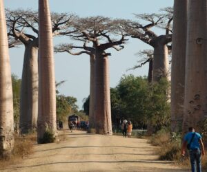 People walking at the Avenue of the Baobabs, Madagascar