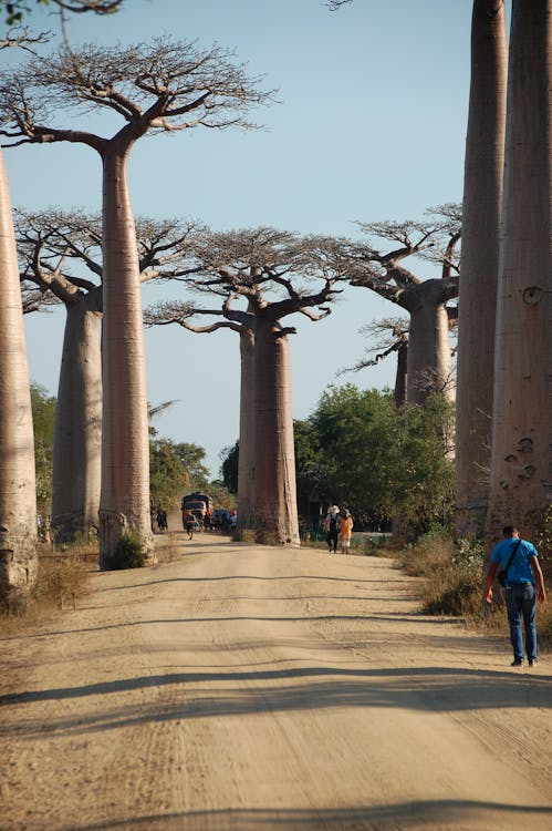 People walking at the Avenue of the Baobabs, Madagascar
