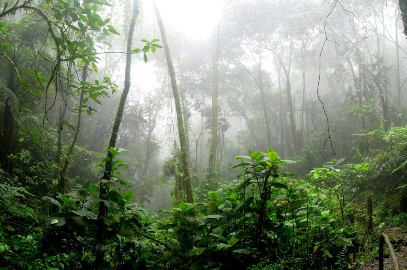 Lush rainforest landscape in Madagascar showing seasonal conditions