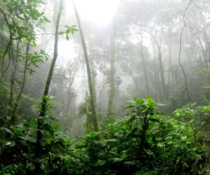 Lush rainforest landscape in Madagascar showing seasonal conditions