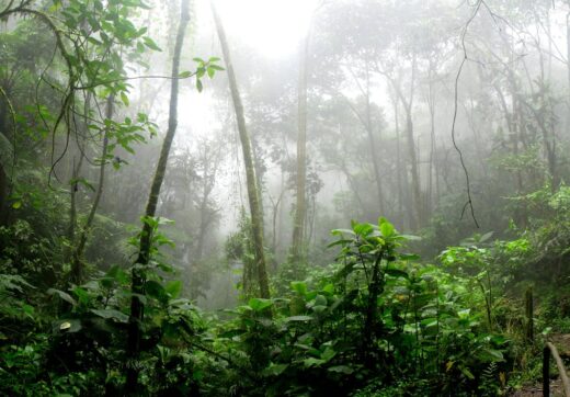 Lush rainforest landscape in Madagascar showing seasonal conditions