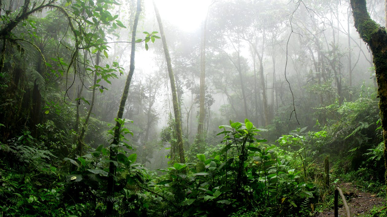 Lush rainforest landscape in Madagascar showing seasonal conditions