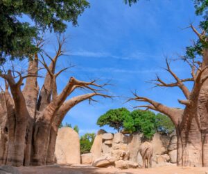 Madagascar - Cheapest Routes to Madagascar from Europe