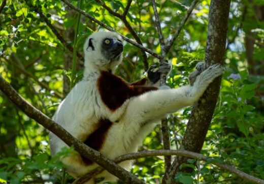 Coquerel's Sifaka lemur in Madagascar forest