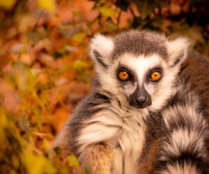 Ring-tailed lemur in Madagascar