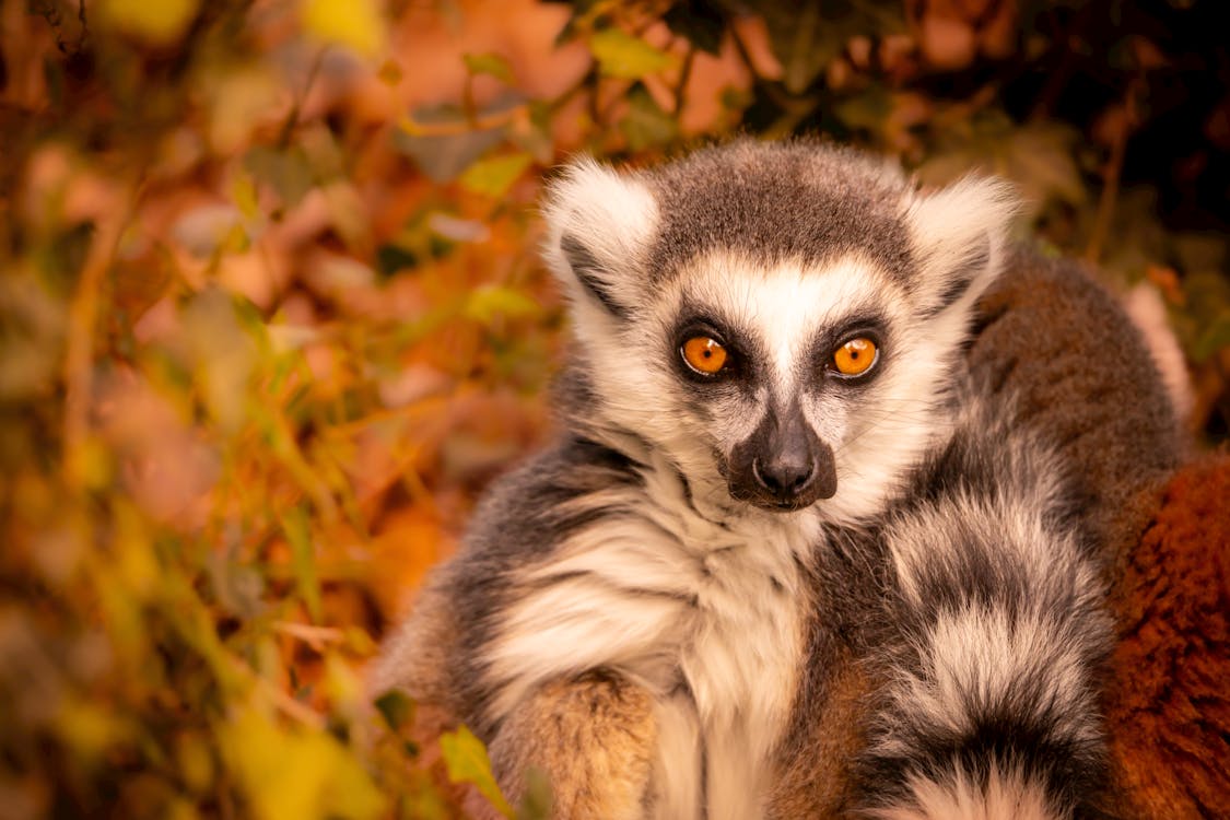 Ring-tailed lemur in Madagascar