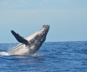 Humpback whale breaching the ocean near Île Sainte-Marie