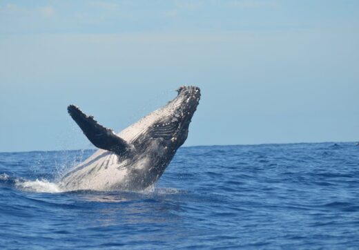 Humpback whale breaching the ocean near Île Sainte-Marie