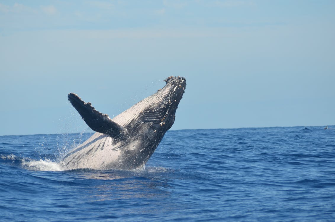 Humpback whale breaching the ocean near Île Sainte-Marie