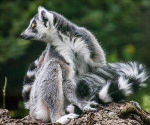 Ring-tailed lemur close-up in Madagascar
