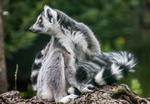 Ring-tailed lemur close-up in Madagascar