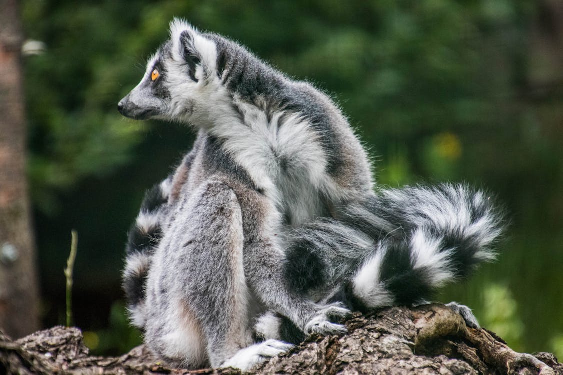 Ring-tailed lemur close-up in Madagascar