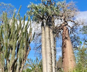 madagascar baobab landscape