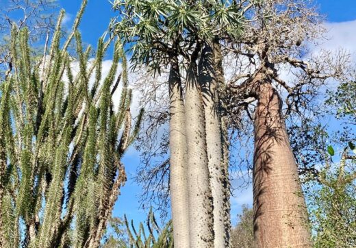 madagascar baobab landscape