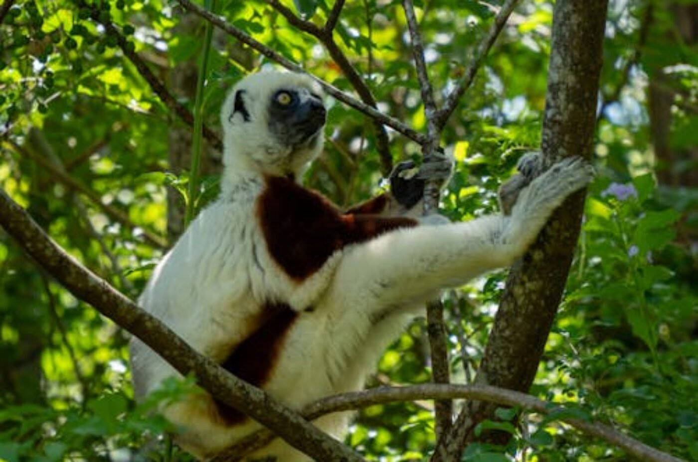 Forest canopy and eco-lodge in Madagascar national park
