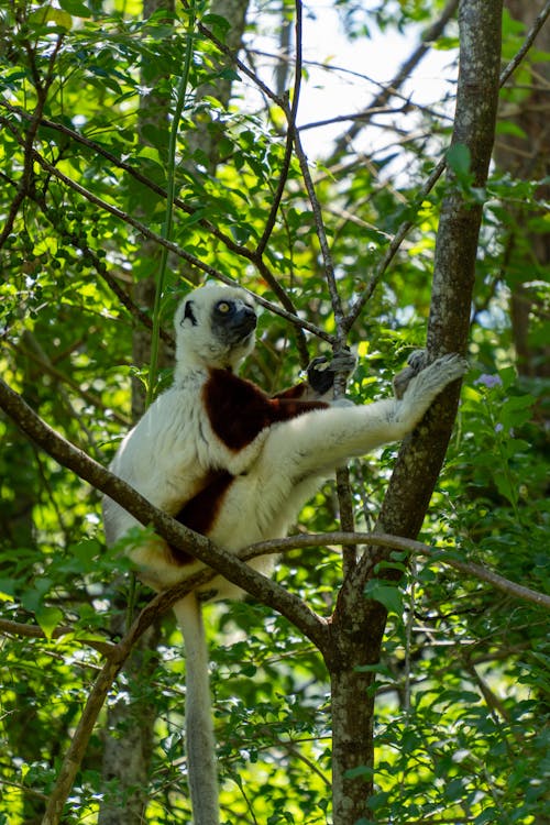 Forest canopy and eco-lodge in Madagascar national park