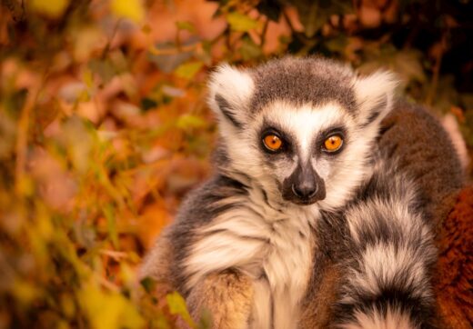Airplane flight travel to Madagascar