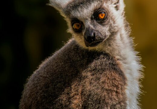 Madagascar airplane travel routes cheap flights tips