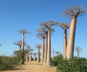 Madagascar hotel accommodation luxury unique eco-lodge