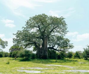 Madagascar - Madagascar Itinerary 10 Days Plan