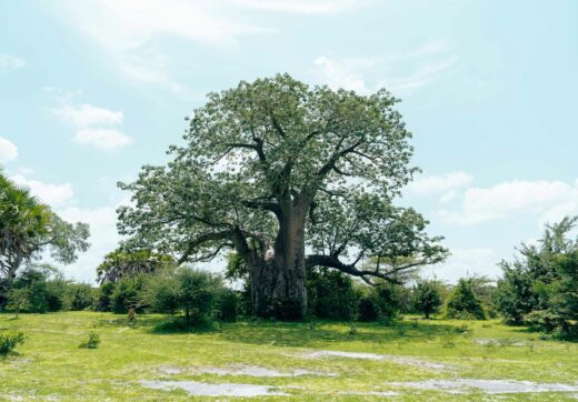 Madagascar - Madagascar Itinerary 10 Days Plan