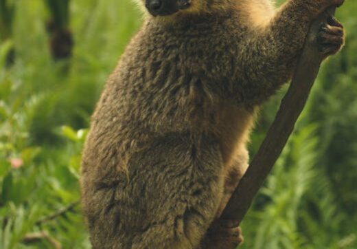 Brown lemur on tree branch in Madagascar national park