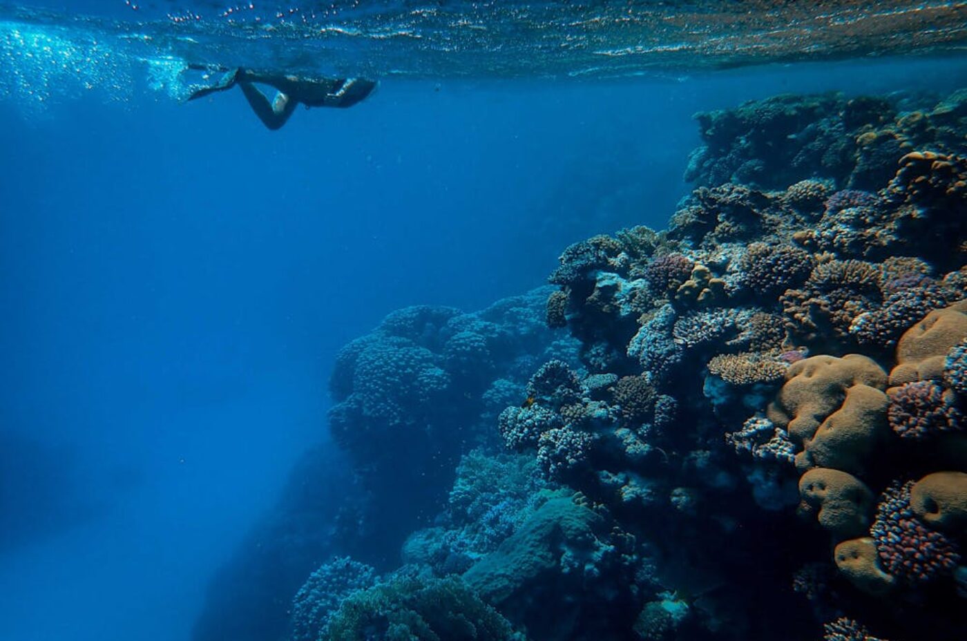 Nosy Be diving snorkeling coral reef sea turtle Madagascar