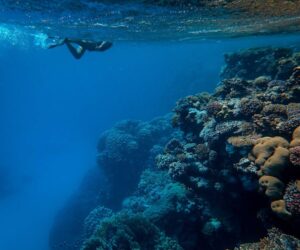 Nosy Be diving snorkeling coral reef sea turtle Madagascar
