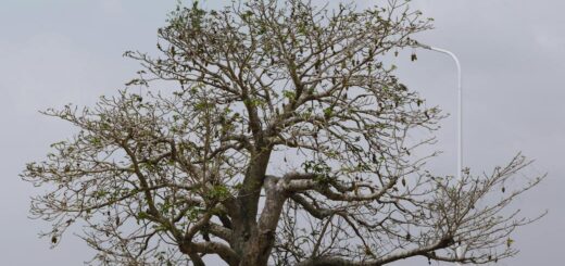 Mahajanga (Majunga) 2026 Travel Guide: Sun, Sand & Giant Baobabs