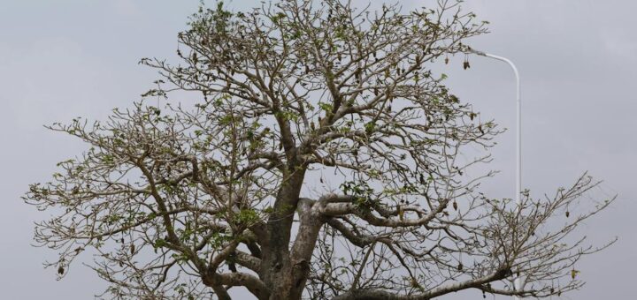 Mahajanga (Majunga) 2026 Travel Guide: Sun, Sand & Giant Baobabs