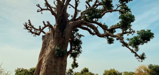 Ankarafantsika National Park: The Best Wildlife Spotting Near Mahajanga