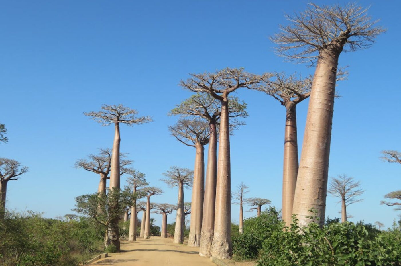 Majestic baobabs lining a dusty road in Madagascar