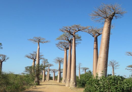 Majestic baobabs lining a dusty road in Madagascar