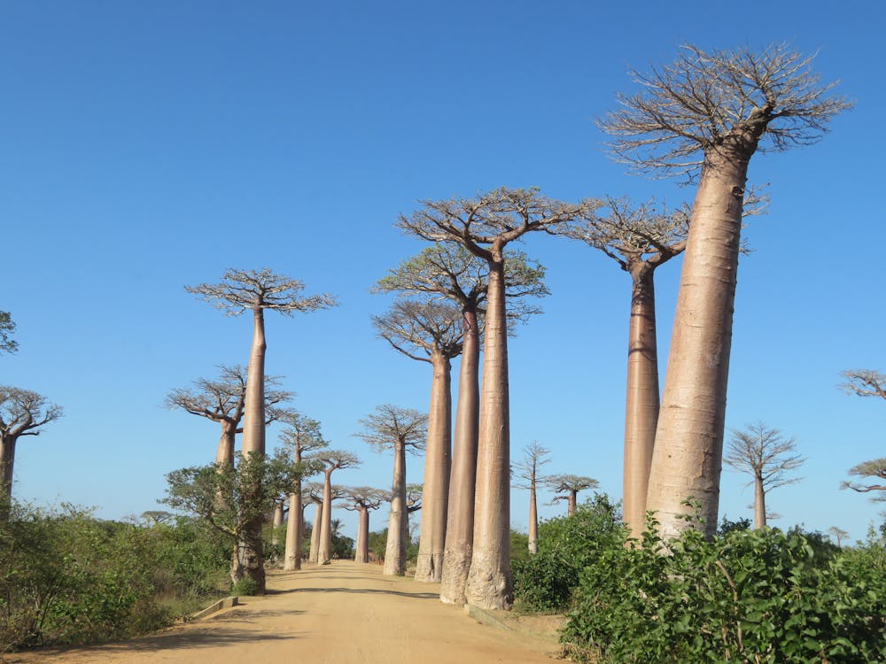 Majestic baobabs lining a dusty road in Madagascar