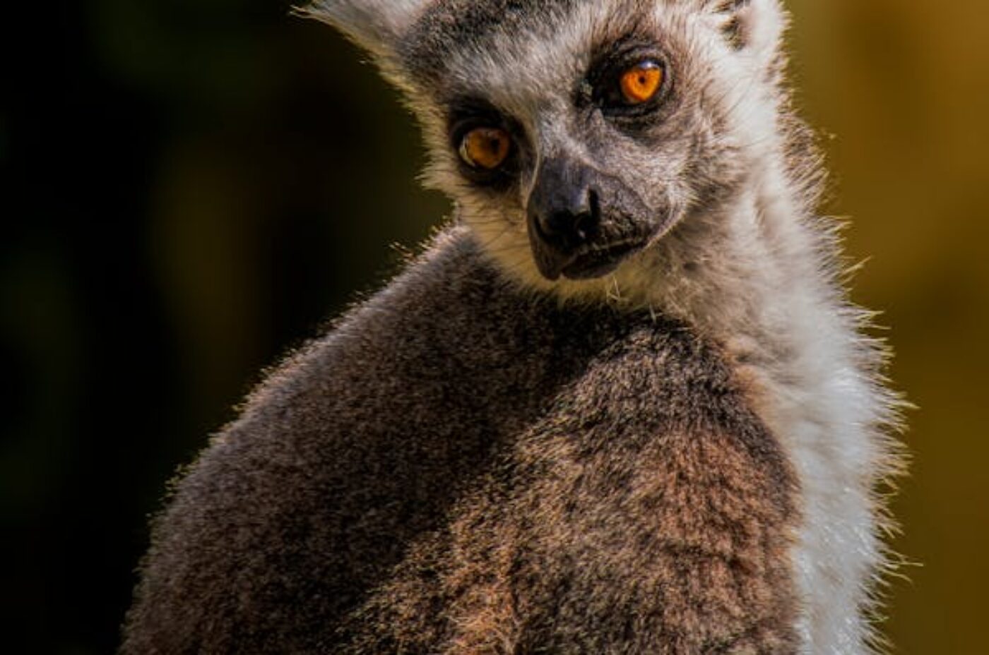 Ring-tailed lemur in natural habitat, Madagascar