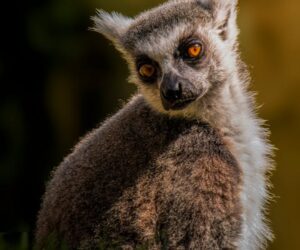 Ring-tailed lemur in natural habitat, Madagascar