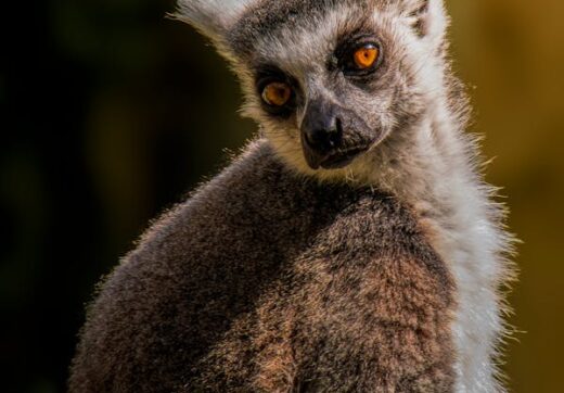 Ring-tailed lemur in natural habitat, Madagascar