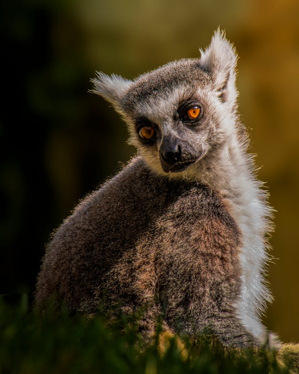 Ring-tailed lemur in natural habitat, Madagascar