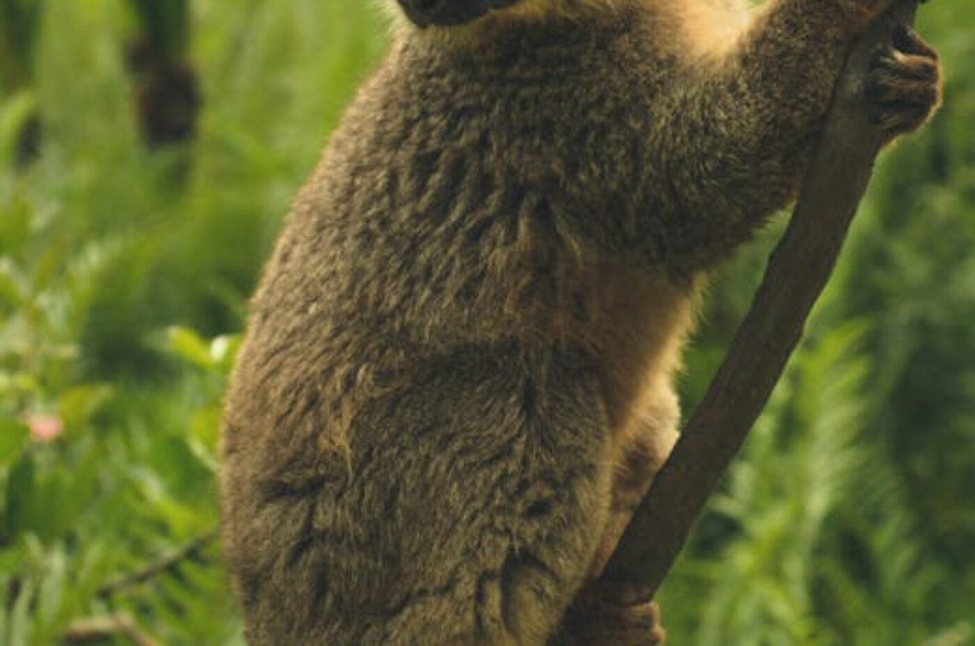 Brown lemur on tree branch in Madagascar national park