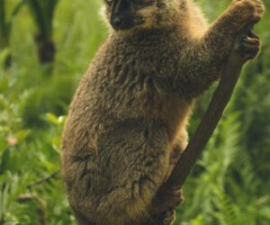 Brown lemur on tree branch in Madagascar national park