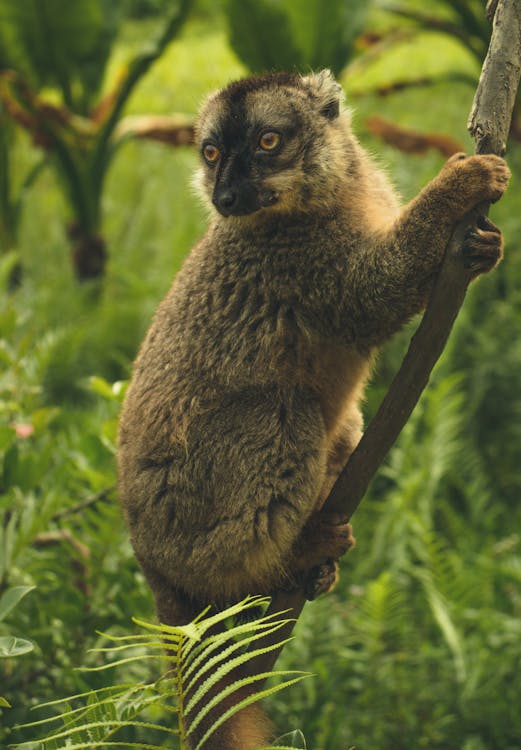 Brown lemur on tree branch in Madagascar national park