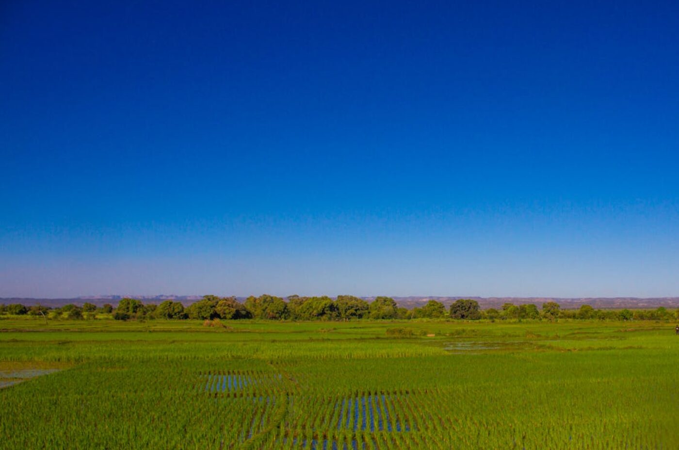 Rice fields under blue sky in Madagascar