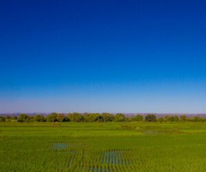 Rice fields under blue sky in Madagascar