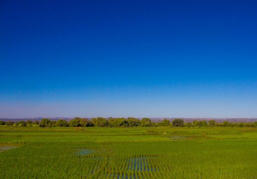 Rice fields under blue sky in Madagascar